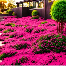 Thyme Seeds|1000 Mix Red Creeping Thyme Seeds for Planting- Wooly Creeping Thymus Seeds Dwarf
