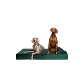 NOAH & PAW Giant Dog Bed XXL 55x45x11 Inch, Orthopedic Dog Beds, Eggshell Memory Foam Infused with Cooling Gel, Waterproof, Machine Washable, Includes Inner Cover (Velvet Collection)