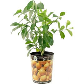 Garden State Bulb Meyer Lemon Tree - Live Citrus Plant (1 Gallon Potted)