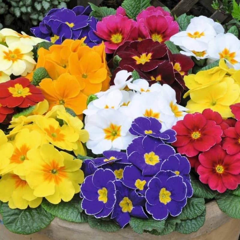 22Day Seeds: Seeds Evening Primrose Garden Mix/Primula/Perennial Flowers