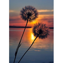 DCIDBEI DIY 5D Square Diamond Painting by Numbers Set, Square Diamond Painting Kits Dandelion Sunset Rhinestone Embroidery Cross Stitch for Adults Canvas Wall Decoration 30 x 40 cm