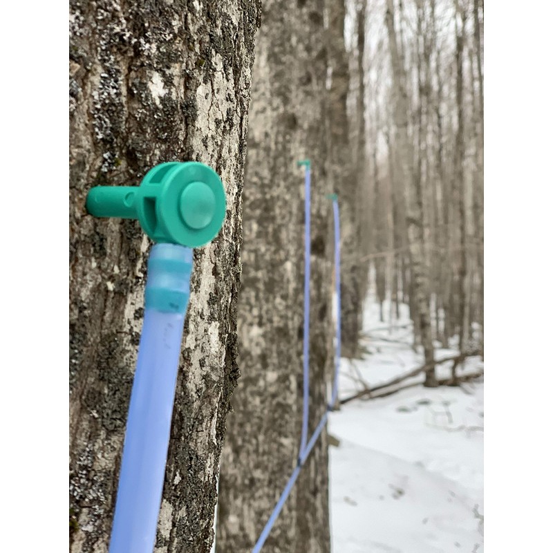 Tree Juice Maple Syrup Gift Box | Gift for Birthdays,