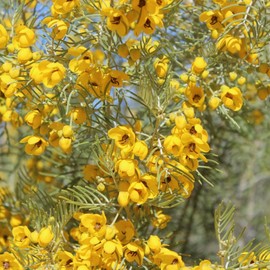 500+ Senna Artemisioides Seeds for Planting Low Maintenance Drought Tolerant Fast-Growing Outdoor Bed Border