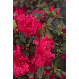Red Ruffle Azalea | 10 Live Seedlings | Rhododendron 'Red Ruffle' | Perfect for Colorful Vibrant Gardens | Hardy & Easy to Grow
