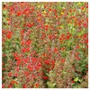 Everwilde Farms - 1 Lb Scarlet Sage Native Wildflower Seeds