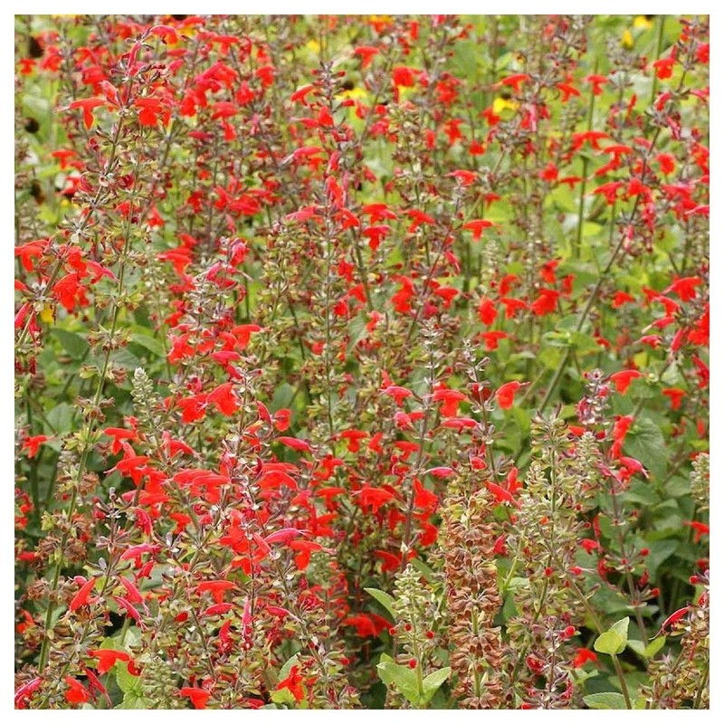 Everwilde Farms - 1 Lb Scarlet Sage Native Wildflower Seeds
