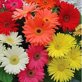 Daisy Garden 100 Pcs Gerbera Jamesonii Daisy Seeds Mixed Fragrant Perennial Plant Home and Garden
