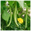 Everwilde Farms - 1 Lb Provider Green Bean Seeds -