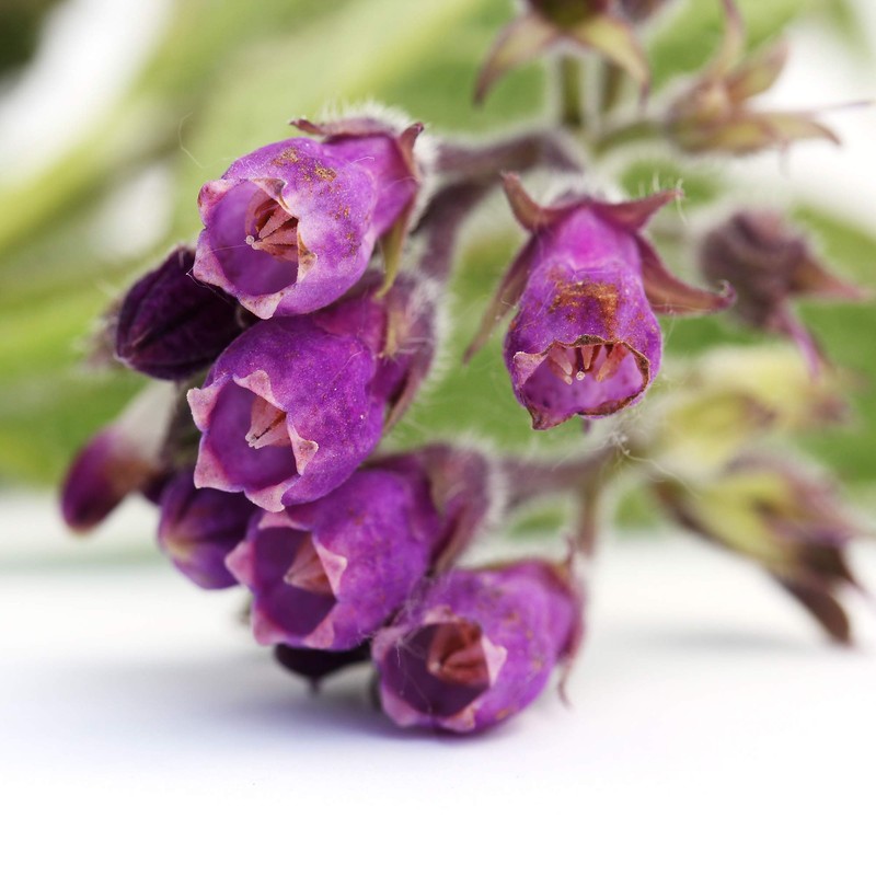 Outsidepride Comfrey Herb Seeds - 200 Seeds