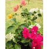 Four multi color bougainvillea live plant. 4” pot 9-15. colors