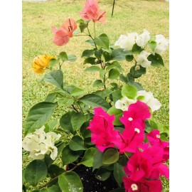 Four multi color bougainvillea live plant. 4” pot 9-15. colors will vary.