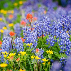 Wyoming Wildflower Seed Mix, Covers 325 Sq Ft, 14 Flower Varieties, Over 53,000 Seeds - Created By Nature