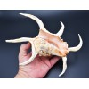 Florida Shells and Gifts One Giant Beautiful Spyder Conch Shell
