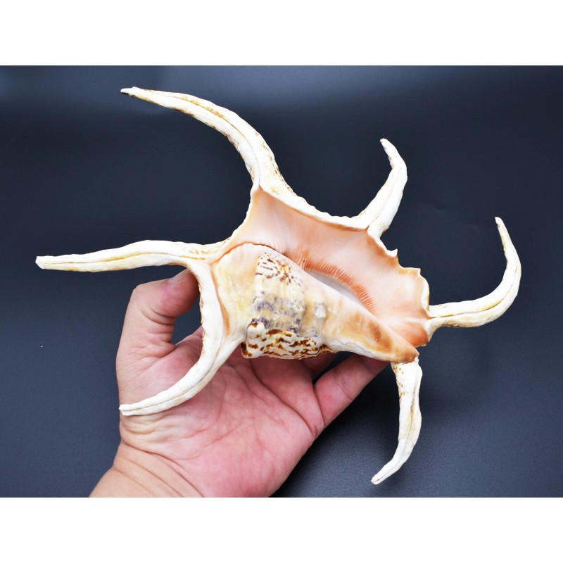 Florida Shells and Gifts One Giant Beautiful Spyder Conch Shell