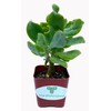 The Waterspout 2" inch Succulent Cactus Collections (Curly Ruffle Jade