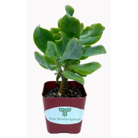 The Waterspout 2" inch Succulent Cactus Collections (Curly Ruffle Jade Crassula)