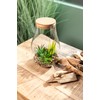 Artificial Succulent Mix in Glass with Lid 13 x 22