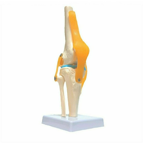 OWLIAN Knee Joint Model, Understand Ligament Position and Meniscus Structure