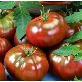Tomato 'Black Russian' Seeds – Indeterminate Annual Vegetable (Solanum lycopersicum) | 75–80 Days, Open-Pollinated, Heirloom Dark Salad Tomato
