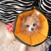 Komii Elizabeth Collar for Dogs and Cats, Extra Large, Lightweight,