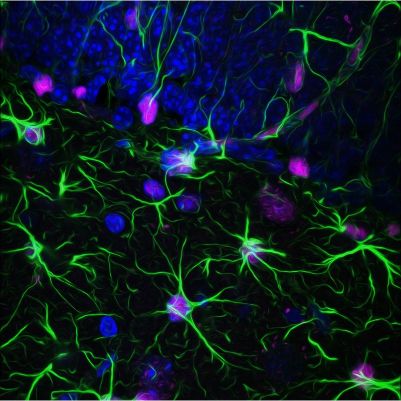 NAD - Nicotinamida Adenina Dinucleótido (100 gramos) - Certificado 99%