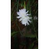 exotic 4 CLIPPINGS-Epiphyllum oxipetalum 'Queen of the Night' - 8"