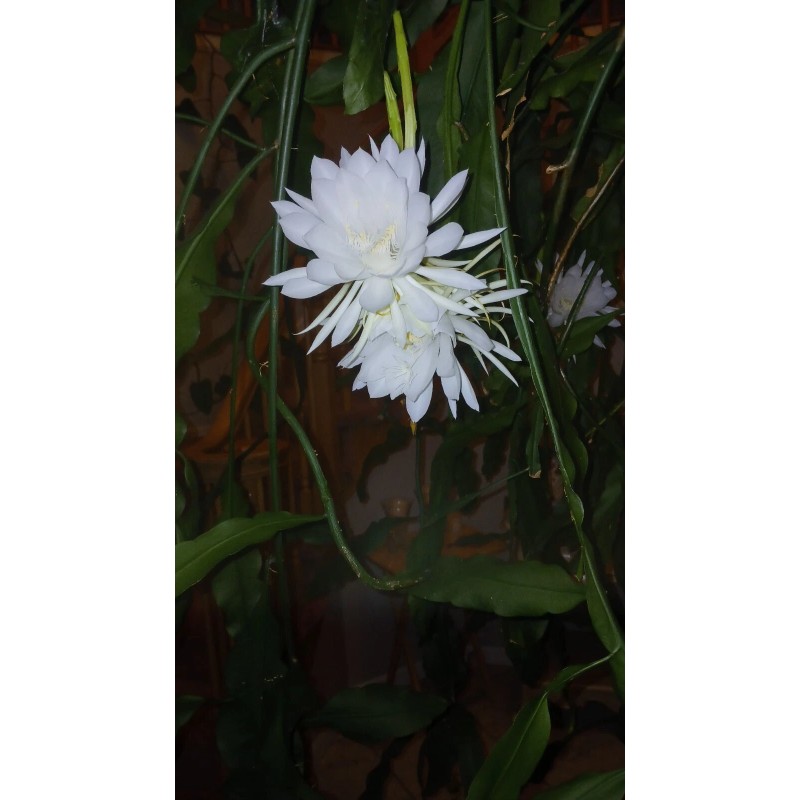 exotic 4 CLIPPINGS-Epiphyllum oxipetalum 'Queen of the Night' - 8"
