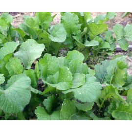 Seven Top Turnips 5 LB- Food Plot - Wildlife Attractant