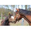 LUCFOR Horses Hoof Pick Gel Grip 2 in 1 Scraper