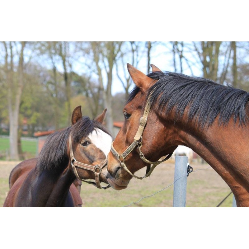 LUCFOR Horses Hoof Pick Gel Grip 2 in 1 Scraper