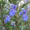 Rosmarinus Officinalis Prostratus, Trailing Rosemary, Creeping Rosemary, Fragrant Plant, Edible