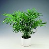 Seeds Parlor Palm Neanthe Bella Palm Chamaedorea Rare Perennial Tree