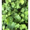Pennywort 15 PCs Live Plant Bare Root Gotu Kola Ready
