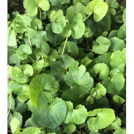 Pennywort 15 PCs Live Plant Bare Root Gotu Kola Ready To Plant