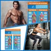 Tinlade Anatomy Muscle Chart Workout Posters Muscular System Phys Ed