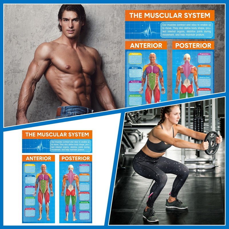 Tinlade Anatomy Muscle Chart Workout Posters Muscular System Phys Ed