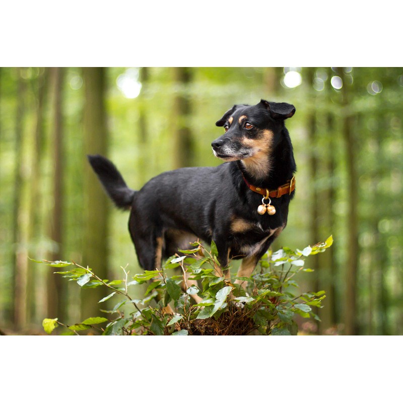 Beau's Bells 2 Extra Loud Cat & Dog Bells |
