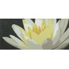 Pepita Needlepoint Canvas: Water Lily, 12" x 9"