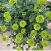 100PCS Mixed Color Pompon Chrysanthemum Seeds Pompon Mum Courtyard Flower