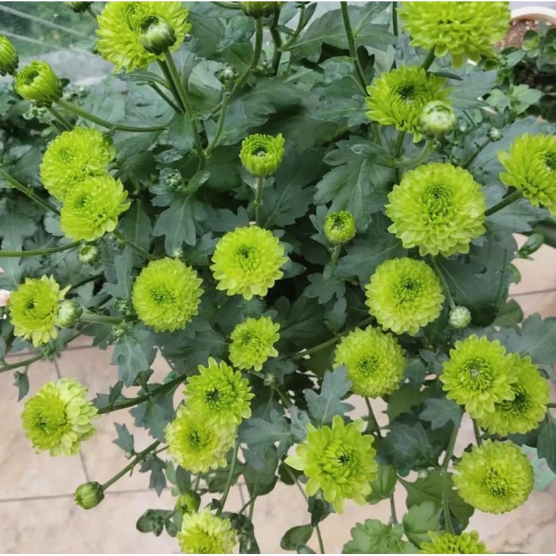100PCS Mixed Color Pompon Chrysanthemum Seeds Pompon Mum Courtyard Flower