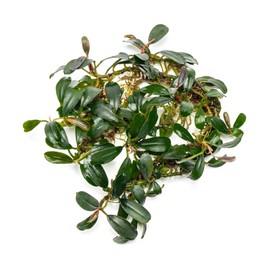 SubstrateSource Bucephalandra Brownie Phoenix Live Aquarium Plant - Natural Freshwater Fish Tank Decorations, Aquatic Decor (Small Clump (3-5 Plants))