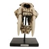 Ebros Gift Sabertooth Tiger Cat Fossil Skull Skeleton Replica Statue