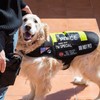 15 Pieces Service Dog Patches Dog Vest Patches Removable Tactical
