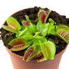 Outsidepride Venus Flytrap Plant Flower Seeds - 20 Seeds