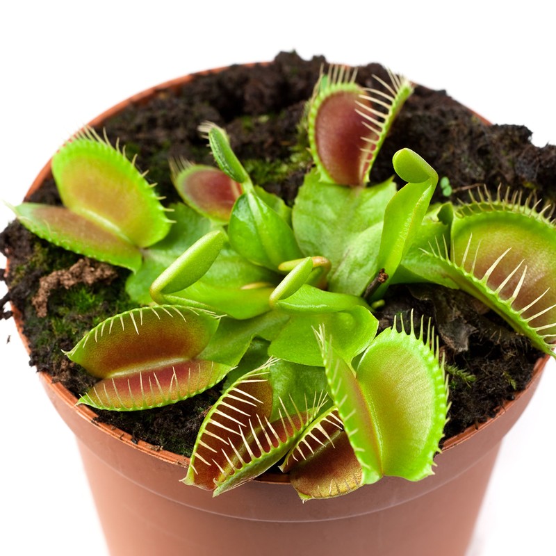 Outsidepride Venus Flytrap Plant Flower Seeds - 20 Seeds