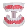 Dental Teaching Teeth Model 2X Magnifying Teeth Model Dentist Teaching