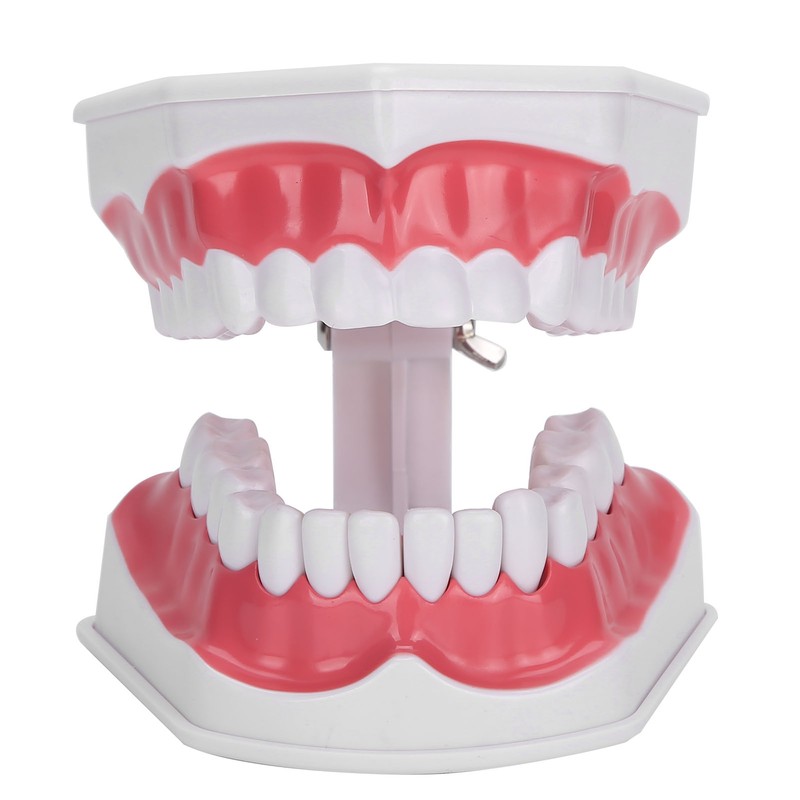 Dental Teaching Teeth Model 2X Magnifying Teeth Model Dentist Teaching