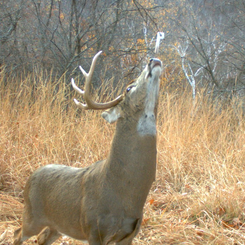 Wildlife Research 375 Key-Wick Scent Absorbing Wick (4-Pack) White