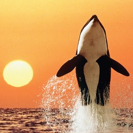 Tracks Publishing C1265 159x159mm Blank Greeting Card with Envelope