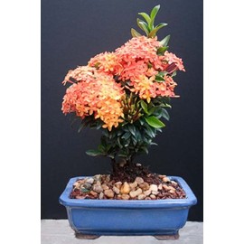 Ixora Petite Orange Bonsai